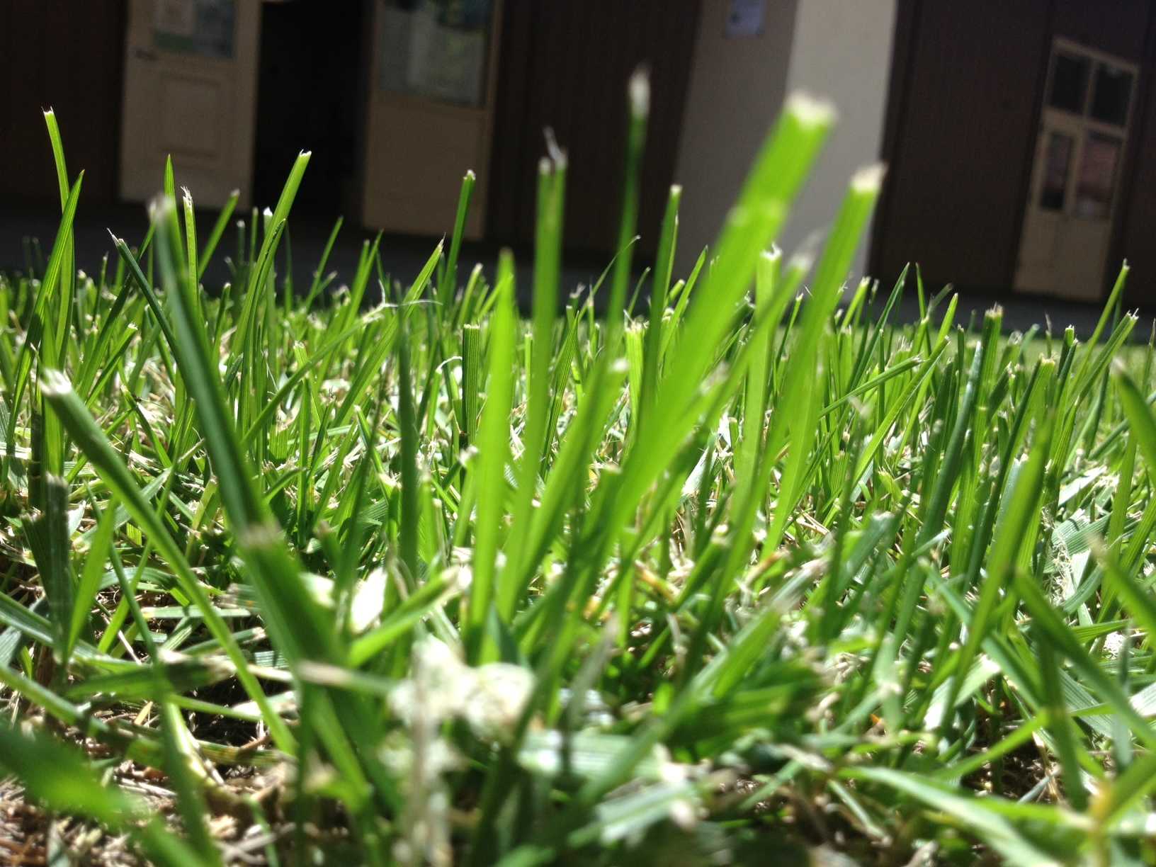 Ornamental uses of water such as lawns will be most affected by Palo Alto’s water restrictions. These restrictions come in response the California’s ongoing drought, with 2014 being the warmest and third driest year on record in California, according to California Water Science Center.  