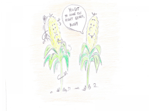 The truth behind GMOs