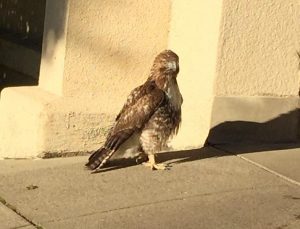 Injured hawk found on campus