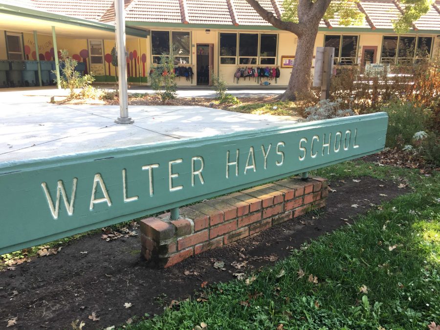A mountain lion was spotted near Walter Hayes Elementary this morning. Photo: Maya Reuven
