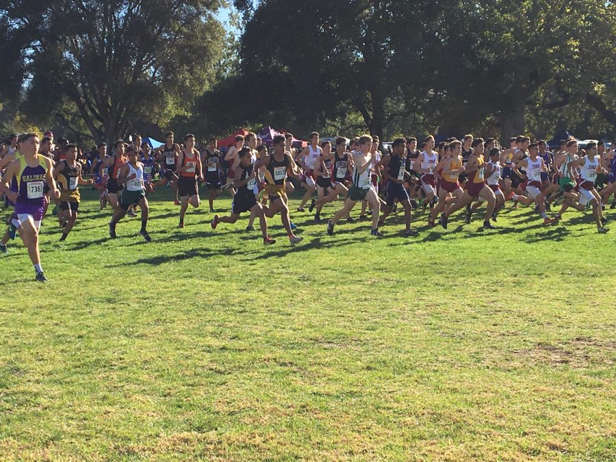 The Paly boys cross country team race across Toro Park in the CCS meet. Five out of the seven varsity runners placed in the top 50. Photo: Maya Akkaraju 