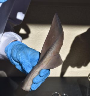 Elective spotlight: Marine Biology