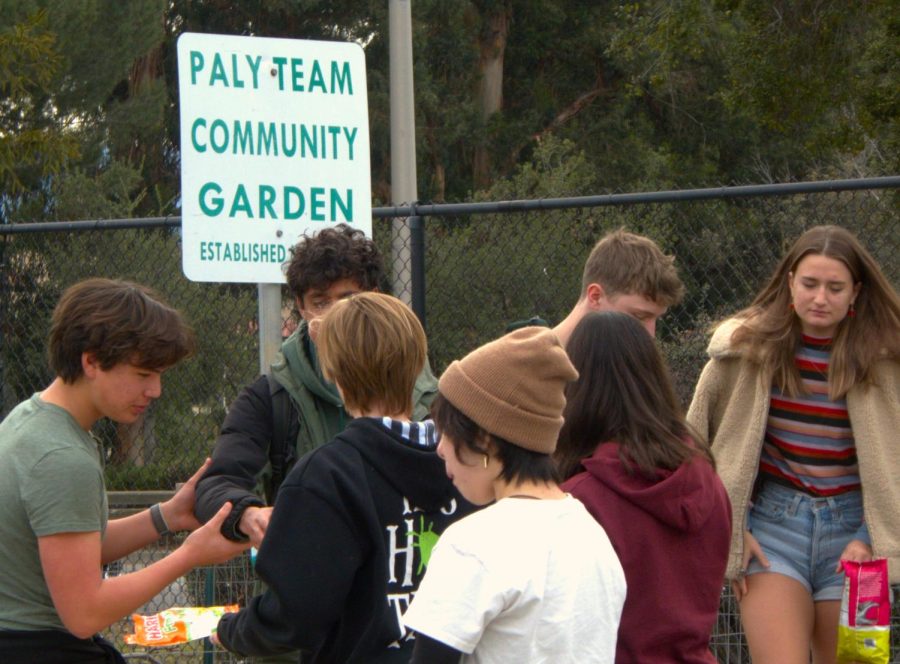 Students+with+green+thumbs+can+find+their+botanical+family+within+the+Paly+Plants+Club%2C+founded+by+sophomore+Eliza+Stoksik.+The+club+intends+to+revitalize+the+school%E2%80%99s+community+garden+where+members+can+nurture+their+own+plants%2C+according+to+Stoksik.+%E2%80%9CWe+are+a+garden+club+who+plan+to+refurbish+the+Paly+community+garden%2C+and+encourage+others+and+teach+them+how+to+nurture+and+grow+plants%2C%E2%80%9D+Stoksik+said.+%28Photo%3A+Kristine+Lin%29%0A%0A