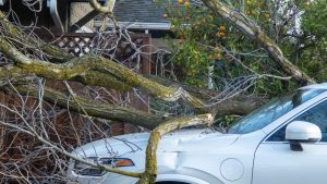 Heavy storm causes fallen trees, power outages